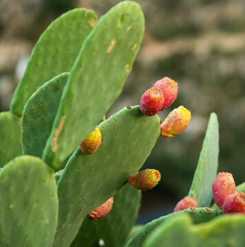 Bold and vibrant, this image captures the allure of cactus fruit hanging proudly on the plant. The vivid hues of red and magenta create a striking contrast against the arid landscape. 