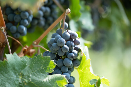 "Capturing the essence of harvest season. The moment reflects the culmination of hard work and the promise of delicious fruits."
