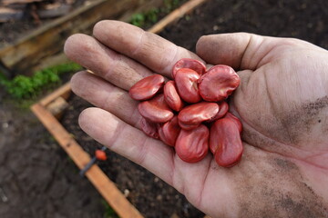 man holds May bean seeds to plant in the urban garden. plant beans