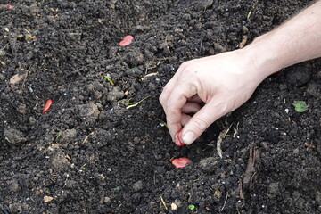farmer sows may broad bean seeds in vegetable garden. planting broad beans in fertile land