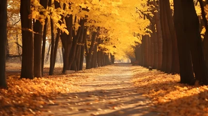 Foto op Plexiglas a path in a park lined with trees with yellow leaves © Nantarat