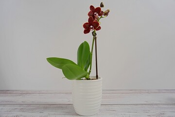 black  mini phalaenopsis orchid in a pot