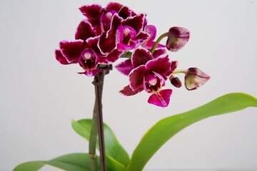 dark flower orchid phalaenopsis