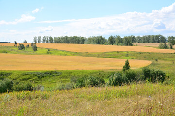 Fototapeta na wymiar hillside with wheat fields and forest on background 