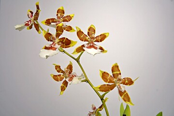 oncidium orchid flower