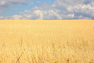 yellow wheat field with rainy clouds on horizon copy space  