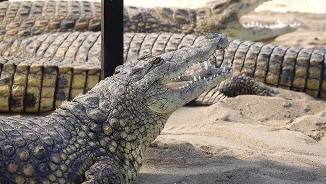 nile crocodile with open mouth basking in the sun. slow motion