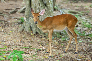 Naklejka na ściany i meble The female deer in garden at thailand
