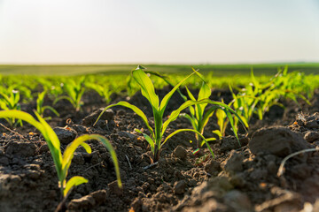 A field of young corn plants. Agricultural field with corn sprouts