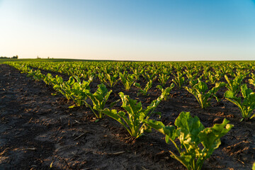 Young sugar beet plants in the field. Beautiful young plants sugar beet grow in the ground. Growing...