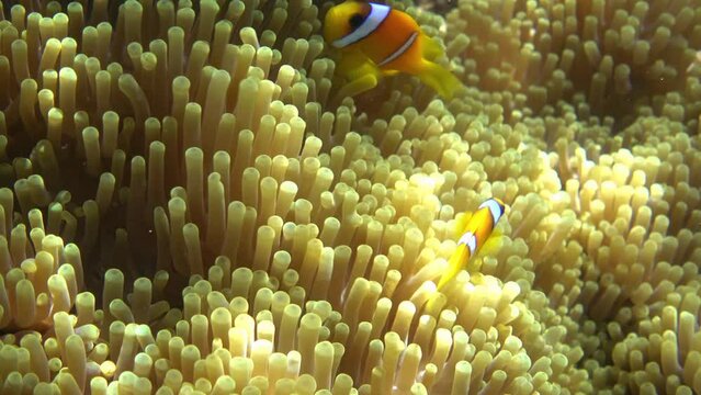 Red Sea anemonefishes and sea anemone