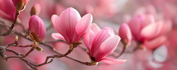 Foto op Canvas pink magnolia flowers © Saad