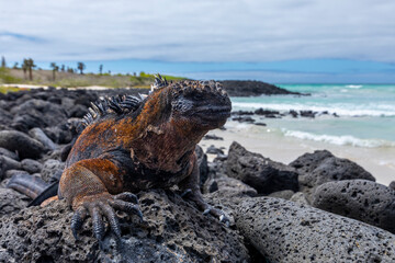 Marine iguana (Amblyrhynchus cristatus) on lava rock in Galapagos Islands. Iguana marina sobre roca...