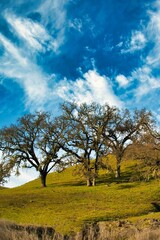 Fototapeta na wymiar Willits, United States - February 2020: a few mysterious old trees on a meadow of grass on a hill with amazing sky