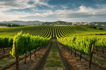 Photo sur Plexiglas Vignoble vineyard