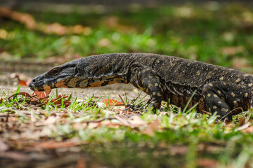 Lace monitor (Varanus varius) Australian large lizard walks on the grass, animal in the wild on a...