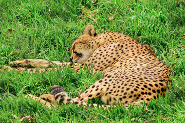 Cheetah (Acinonyx), a predatory mammal from the felid family, the animal lies on green grass and rests during the day.