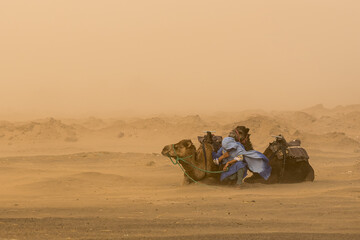 Kamel im Sandsturm, Sahara, Marokko