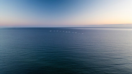 Łabędzie lecące w głąb morza o wschodzie słońca - obrazy, fototapety, plakaty