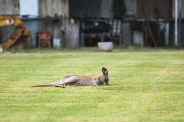 Eastern gray kangaroo (Macropus giganteus) Australian animals graze on green grass in natural habitat. © Castigatio