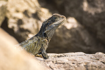 Australian water dragon (Intellagama lesueurii) Australian lizard sits on a stone on the seashore, animal in the natural environment.