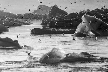 Ebbe und Flut in Island