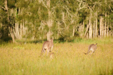 Eastern gray kangaroo (Macropus giganteus) Australian animals, mammals jump in the tall grass, run away towards the eucalyptus forest.