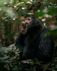 Obraz premium Portrait of wild African chimpanzee ape in tropical forest in Uganda
