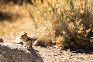 Naklejka na ściany i meble Chipmunk, USA, Colorado