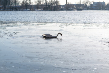 Swan swimming in the lake in wintertime in Berlin Spandau with snow