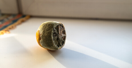 rotten and moldy lemon, close up