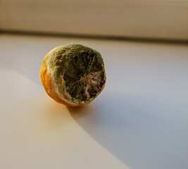 rotten and moldy lemon, close up
