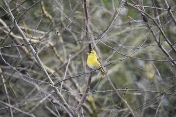 Fototapeta premium Little bird with yellow breast