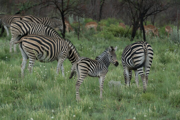 Fototapeta na wymiar zebras in the grass