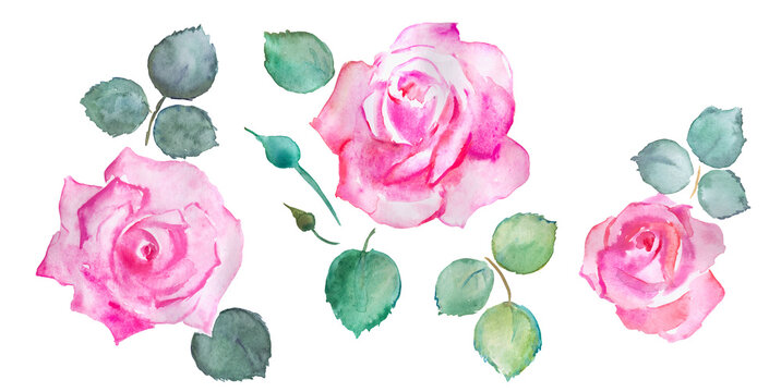 Hand painted watercolor illustration of  roses, pink flowers, blooming flowers , watercolor floral illustration