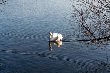 Swan swimming in the lake in wintertime in Berlin Spandau with snow