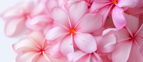 Close Up of Pink Surfini Flowers on White Background