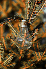 a light bulb on a branch