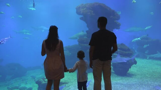 Silhouette of parents and son watching big aquarium with corals and exotic fish