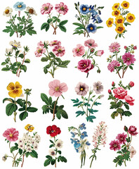 set of flowers on white background isolated