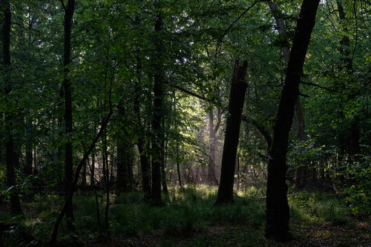 Sunbeam entering rich deciduous forest © Aleksander Bolbot
