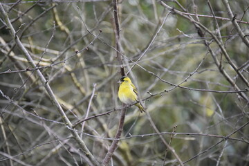 Little bird with yellow breast