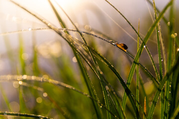 dew on grass