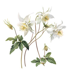 Watercolor illustration of beautiful gloden columbine for decorative, AI generated.