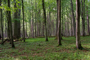 Springtime deciduous tree stand with hornbeams and oaks