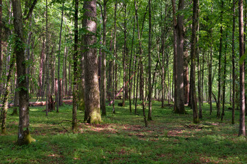 Springtime deciduous tree stand with hornbeams and oaks