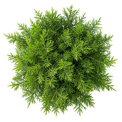small tree plant transparent background