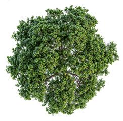 high quality top view tree removed original background PNG transparent