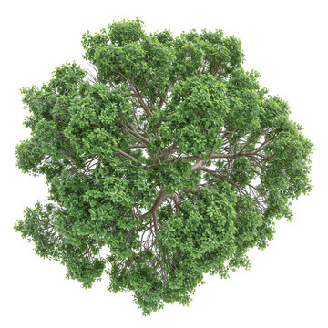 high quality top view tree removed original background PNG transparent
