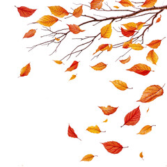 autumn tree branch with falling leaves PNG transparent background